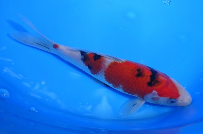 錦屋養鯉場 　大正三色　19cm　 錦鯉販売　通信販売　錦屋養鯉場