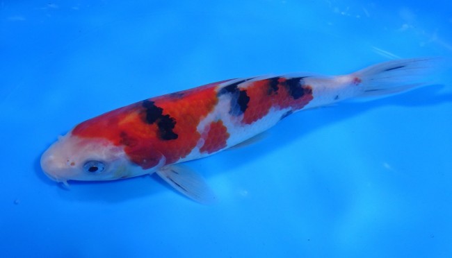 錦屋養鯉場 　大正三色　19cm　 錦鯉販売　通信販売　錦屋養鯉場