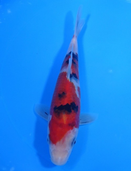 錦屋養鯉場 　大正三色　19cm　 錦鯉販売　通信販売　錦屋養鯉場