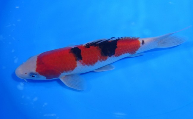 錦屋養鯉場 　大正三色　19cm　 錦鯉販売　通信販売　錦屋養鯉場