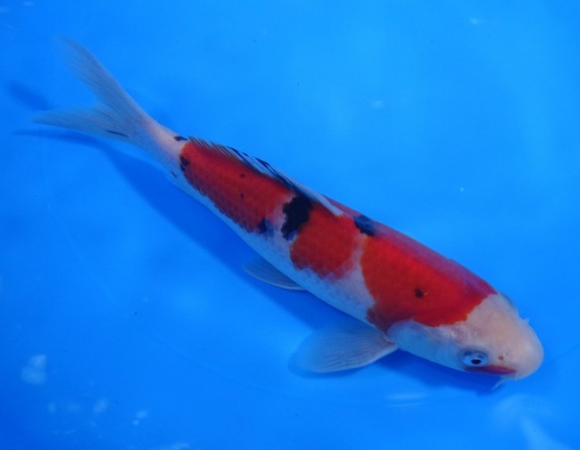 錦屋養鯉場 　大正三色　19cm　 錦鯉販売　通信販売　錦屋養鯉場