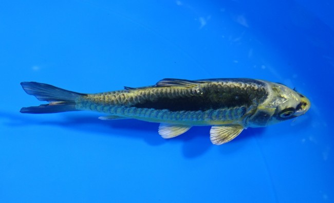 錦屋養鯉場 　大鱗  金兜　12cm 　玉サバ　福だるま 錦鯉販売　通信販売　錦屋養鯉場