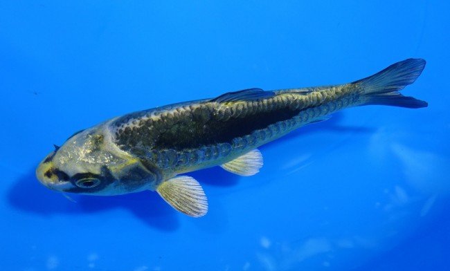 錦屋養鯉場 　大鱗  金兜　12cm 　玉サバ　福だるま 錦鯉販売　通信販売　錦屋養鯉場