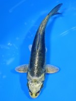  　大鱗  金兜　12cm 　