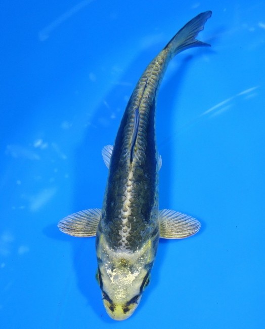 錦屋養鯉場 　大鱗  金兜　12cm 　玉サバ　福だるま 錦鯉販売　通信販売　錦屋養鯉場