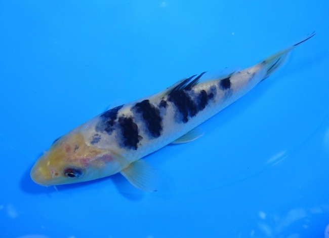 錦屋養鯉場 　 白べっ甲　16cm 　 錦鯉　通信販売　錦屋養鯉場