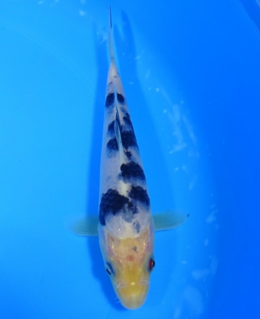 錦屋養鯉場 　 白べっ甲　16cm 　 錦鯉　通信販売　錦屋養鯉場