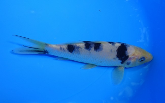 錦屋養鯉場 　 白べっ甲　16cm 　 錦鯉　通信販売　錦屋養鯉場