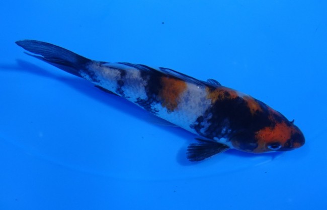 錦屋養鯉場 　昭和三色　11cm　金魚販売　錦鯉販売　通信販売　錦屋養鯉場