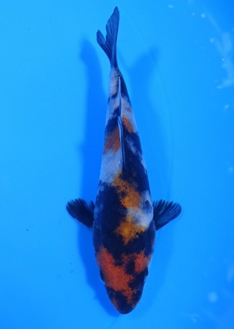 錦屋養鯉場 　昭和三色　11cm　金魚販売　錦鯉販売　通信販売　錦屋養鯉場