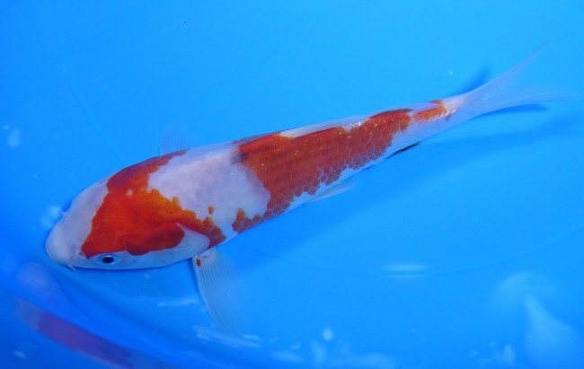 錦屋養鯉場　　藍衣　17cm　錦鯉販売　通信販売　錦屋養鯉場