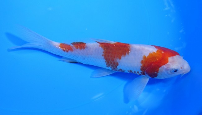 錦屋養鯉場　　藍衣　17cm　錦鯉販売　通信販売　錦屋養鯉場