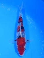  　ダイヤ銀鱗 大正三色　15cm 　 