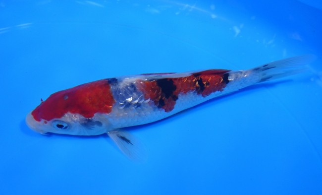 ダイヤ銀鱗 大正三色 15cm 錦屋養鯉場 ダイヤ銀鱗 大正三色 15cm 錦鯉販売 通信販売 錦屋養鯉場