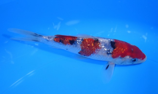 ダイヤ銀鱗 大正三色 15cm 錦屋養鯉場 ダイヤ銀鱗 大正三色 15cm 錦鯉販売 通信販売 錦屋養鯉場