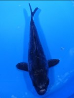 　大鱗 輝黒龍　20cm　