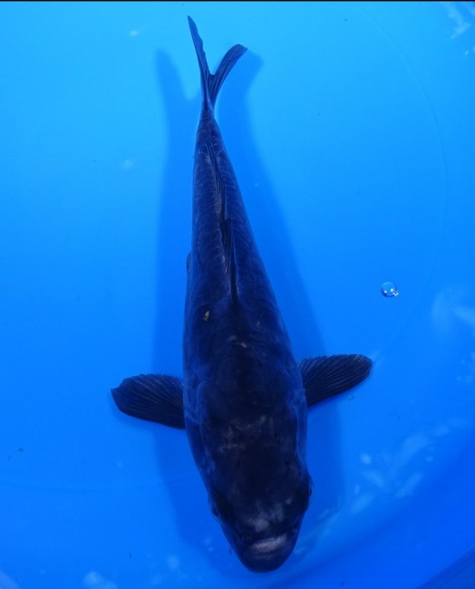 大鱗 輝黒龍 20cm 錦屋養鯉場 大鱗 輝黒龍 20cm 錦鯉販売 通信販売 錦屋養鯉場