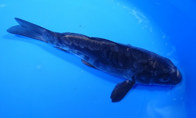 大鱗 輝黒龍 20cm 錦屋養鯉場 大鱗 輝黒龍 20cm 錦鯉販売 通信販売 錦屋養鯉場
