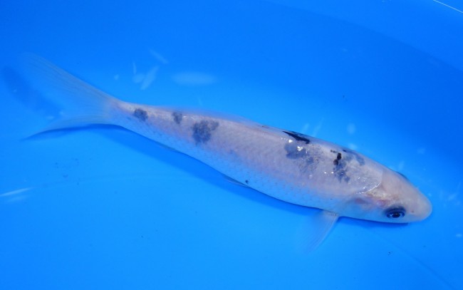 錦屋養鯉場 　 白べっ甲　16cm 　 錦鯉　通信販売　錦屋養鯉場