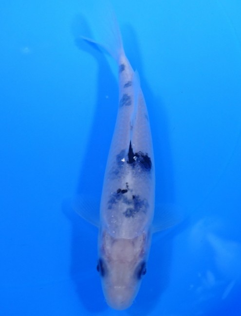 錦屋養鯉場 　 白べっ甲　16cm 　 錦鯉　通信販売　錦屋養鯉場