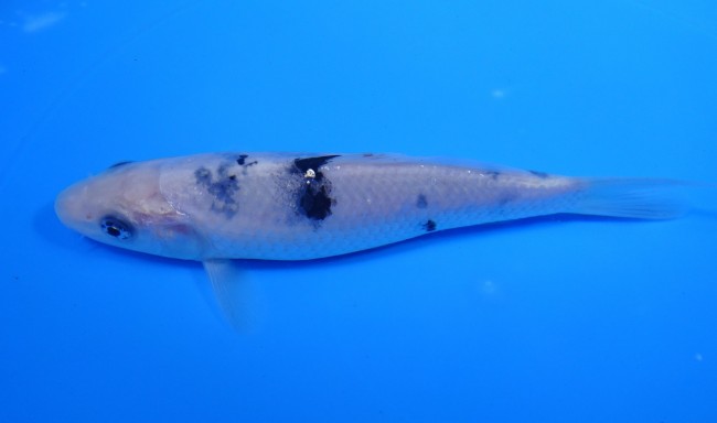 錦屋養鯉場 　 白べっ甲　16cm 　 錦鯉　通信販売　錦屋養鯉場