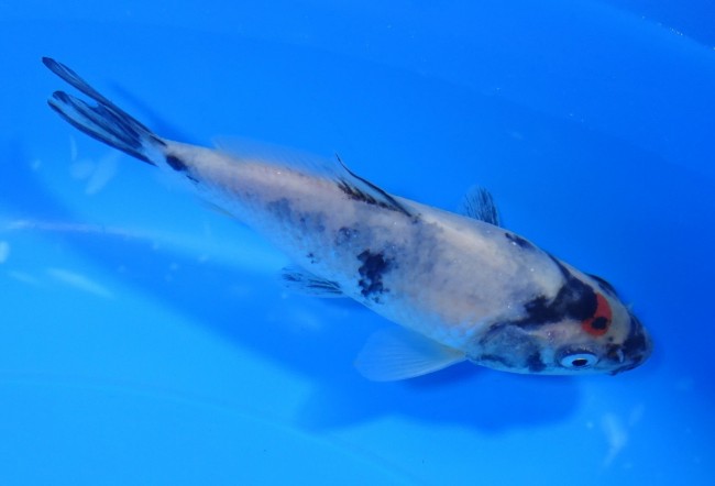 錦屋養鯉場 　丹頂 昭和　11cm 　錦鯉販売　通信販売　錦屋養鯉場