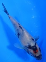  　丹頂 昭和　11cm 　