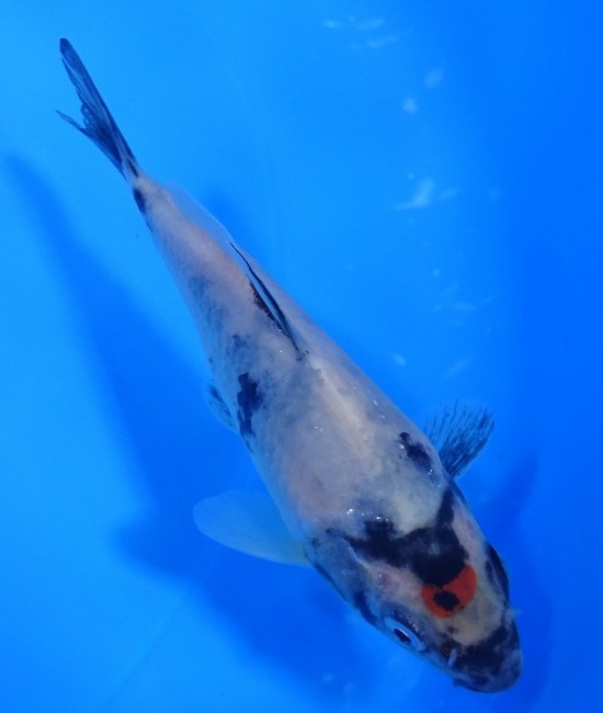 錦屋養鯉場 　丹頂 昭和　11cm 　錦鯉販売　通信販売　錦屋養鯉場