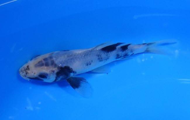 錦屋養鯉場　白写り　14cm　錦鯉販売　通信販売　錦鯉養鯉