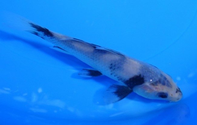 錦屋養鯉場　白写り　14cm　錦鯉販売　通信販売　錦鯉養鯉