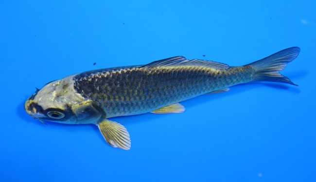 金兜 12cm 錦屋養鯉場 金兜 12cm 錦屋養鯉場 錦鯉販売 通信販売