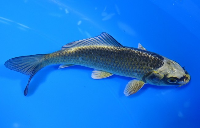 金兜 12cm 錦屋養鯉場 金兜 12cm 錦屋養鯉場 錦鯉販売 通信販売