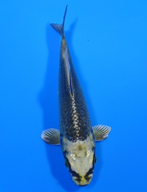 金兜 12cm 錦屋養鯉場 金兜 12cm 錦屋養鯉場 錦鯉販売 通信販売