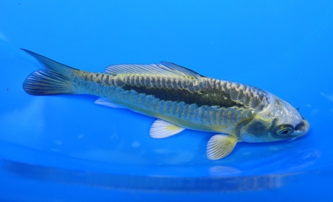 大鱗 金兜 12cm 錦屋養鯉場 大鱗 金兜 12cm 錦屋養鯉場 錦鯉販売 通信販売