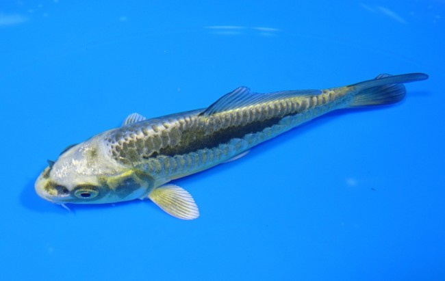 大鱗 金兜 12cm 錦屋養鯉場 大鱗 金兜 12cm 錦屋養鯉場 錦鯉販売 通信販売