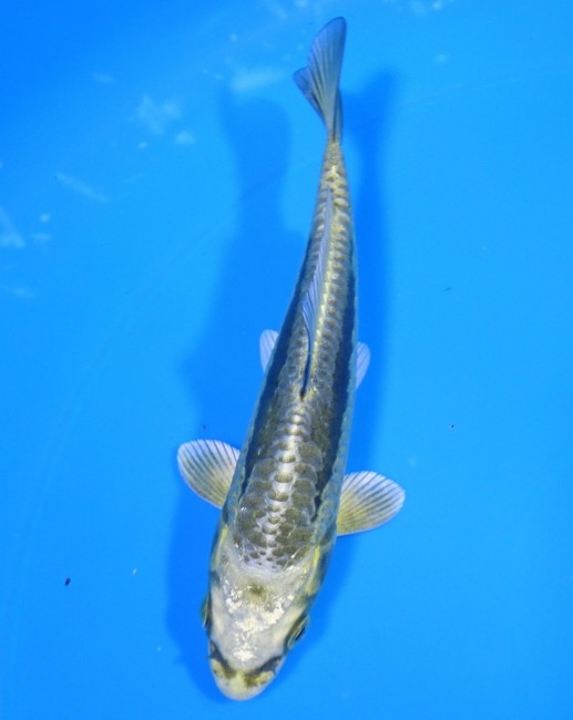 大鱗 金兜 12cm 錦屋養鯉場 大鱗 金兜 12cm 錦屋養鯉場 錦鯉販売 通信販売