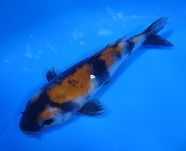錦屋養鯉場 　昭和三色　13cm　金魚販売　錦鯉販売　通信販売　錦屋養鯉場