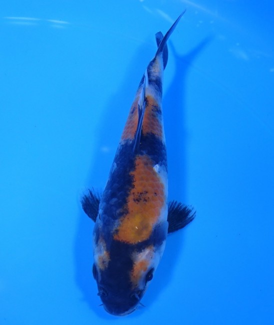 錦屋養鯉場 　昭和三色　13cm　金魚販売　錦鯉販売　通信販売　錦屋養鯉場