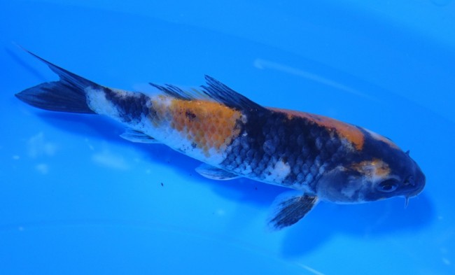 錦屋養鯉場 　昭和三色　13cm　金魚販売　錦鯉販売　通信販売　錦屋養鯉場