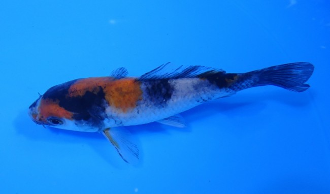 錦屋養鯉場 　昭和三色　11cm　金魚販売　錦鯉販売　通信販売　錦屋養鯉