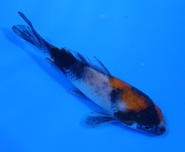 錦屋養鯉場 　昭和三色　11cm　金魚販売　錦鯉販売　通信販売　錦屋養鯉