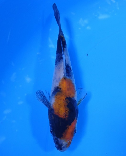 錦屋養鯉場 　昭和三色　11cm　金魚販売　錦鯉販売　通信販売　錦屋養鯉