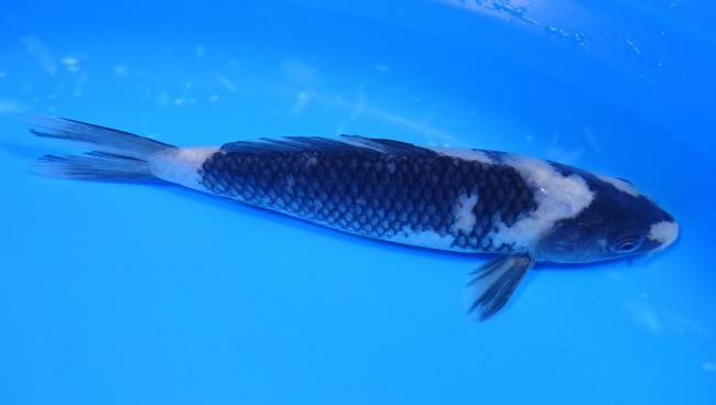 白写り 16cm 錦屋養鯉場 白写り 16cm 錦鯉販売 通信販売 錦鯉養鯉