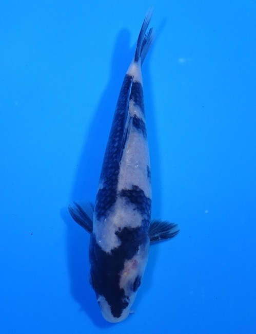 白写り 16cm 錦屋養鯉場 白写り 16cm 錦鯉販売 通信販売 錦鯉養鯉