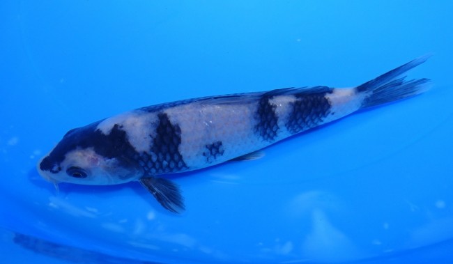 白写り 16cm 錦屋養鯉場 白写り 16cm 錦鯉販売 通信販売 錦鯉養鯉