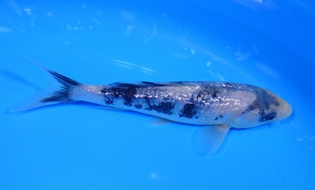 ダイヤ銀鱗 白写り 15cm 錦屋養鯉場 ダイヤ銀鱗 白写り 15cm 錦鯉販売 通信販売 錦屋養鯉場