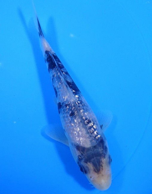 ダイヤ銀鱗 白写り 15cm 錦屋養鯉場 ダイヤ銀鱗 白写り 15cm 錦鯉販売 通信販売 錦屋養鯉場