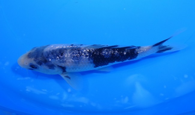 ダイヤ銀鱗 白写り 15cm 錦屋養鯉場 ダイヤ銀鱗 白写り 15cm 錦鯉販売 通信販売 錦屋養鯉場