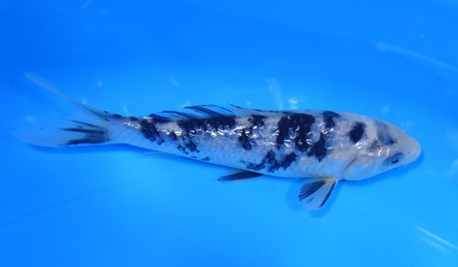 錦屋養鯉場 ダイヤ銀鱗 白べっ甲　14cm 錦鯉販売　錦鯉通信販売　錦屋養鯉場