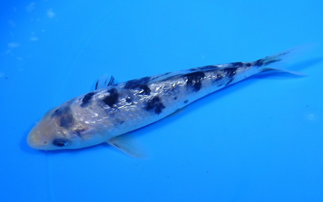 錦屋養鯉場 ダイヤ銀鱗 白べっ甲　14cm 錦鯉販売　錦鯉通信販売　錦屋養鯉場